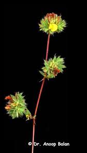 Image result for Smithia