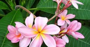 Singapore Pink Plumeria Plant Frangipani 4 Pot Plumeria Frangipani Planting Flowers