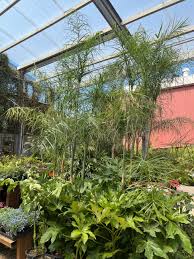 Image result for Chamaecrista plumosa