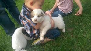You may find the great pyrenees as low. Great Pyrenees Puppy Pets And Animals For Sale Michigan