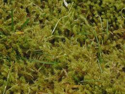 To do that two things must change: Greenkeeper S Secrets The Best Way To Kill Lawn Moss