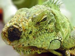 Nasal Melanophoroma In A Captive Green Iguana Iguana Iguana Sciencedirect