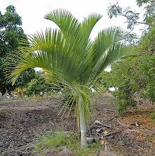 Image result for Dypsis
