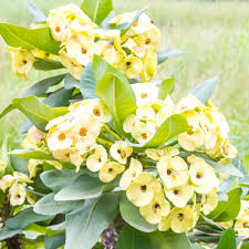 Image result for Euphorbia unicornis