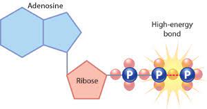 Cell Energy Cell Functions Learn Science At Scitable