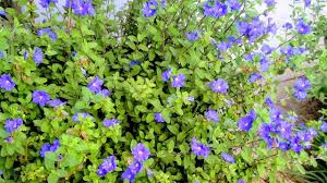 5 Especies De Flores Azuis Do Meu Jardim Facil De Cuidar Youtube