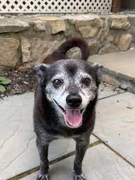 Adopt Bennie On Chihuahua Terrier Mix Chihuahua Terrier Dog Adoption