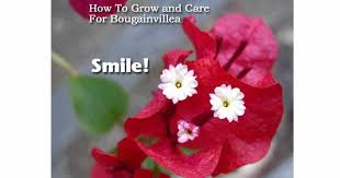 Check spelling or type a new query. Bougainvillea Care Tips On How To Grow Bougainvillea Plants