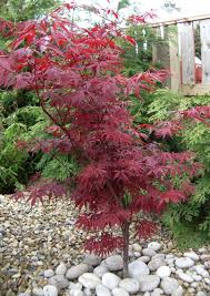 Japanese Maple Tree Would Be Great For A Small Garden Japanese Garden Japanese Maple Tree Japanese Garden Design