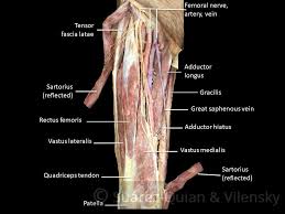 Bones of the lower limb. Muscles Of The Anterior Thigh Quadriceps Teachmeanatomy