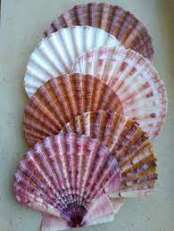 It effortlessly incorporates nature into your home, and by picking various sized shells in different colors is a wonderful way to distinguish each beautiful shell. Giant Flat Scallop Shells Shells For Crafting Shell Art Wedding Decor Genuine Seashells Craft Supplies Seashells Seashell Crafts Sea Shells Shell Crafts