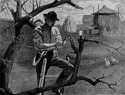 What is the tree is the fruit. Fruit Tree Propagation Wikipedia