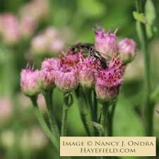 Image result for Pluchea