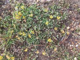 Image result for Lotononis bainesii