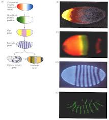 Figure 9 8 Generalized Model Of Drosophila Anterior Posterior Developmental Biology Ncbi Bookshelf Science Art Development Figures