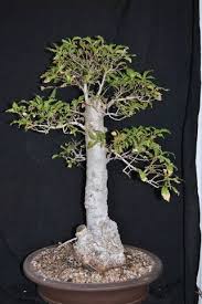 Image result for Heteropyxis natalensis