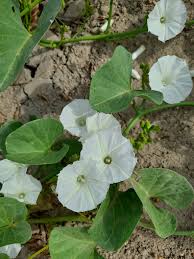 Image result for Ipomoea asarifolia