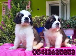 Beethoven Yavru Ilanlari 05412625843