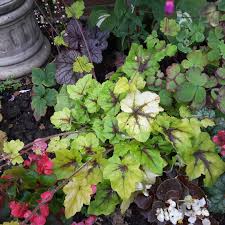 X Heucherella Catching Fire Foamy Bells Catching Fire In Gardentags Plant Encyclopedia Chins up, smiles on, catching fire fans! x heucherella catching fire foamy