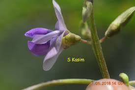 Image result for Wajira grahamiana