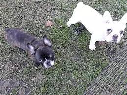 Looking for french bulldog puppies for sale? 6vhentxsvypffm