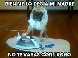 Perro Lucho Funny Dog Pictures Funny Pug Pictures Funny Animal Pictures