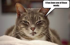 Lolcats Friday Lol At Funny Cat Memes Funny Cat Pictures With Words On Them Lol Cat Memes Funny Cats Funny Cat Pictures With Words On