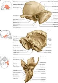 Image result for Temporal Bone