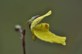 Image result for Utricularia simulans