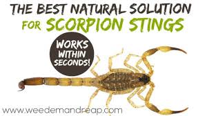 The best thing that you can do now in this situation is to apply some ice to the sting area. Natural Solution For Scorpion Stings Weed Em Reap