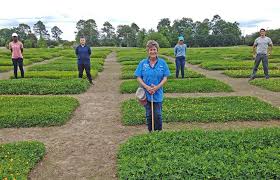 Groundnut high quality raw peanuts kernel and blanched peanut kernel for sale specification: 2020 Virtual Perennial Peanut Field Day Panhandle Agriculture