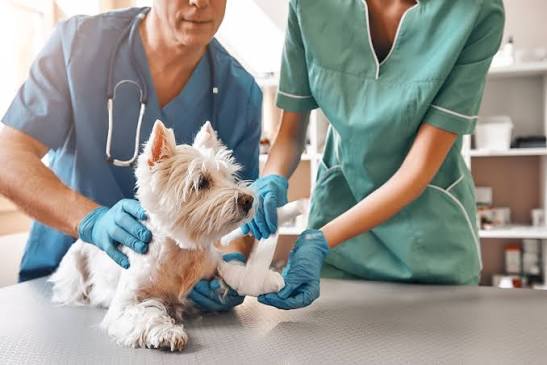 Managing emergencies in general practice | dvm360