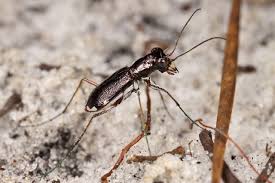 Image result for Scleria delicatula