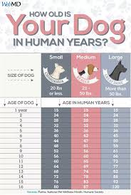 Dog Years How To Calculate Your Dogs Age Dog Age