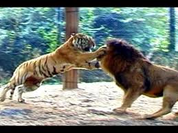 El poder del tigre los tigres pertenecen al género. Youtube Leon Vs Tigres Felinos Tigre