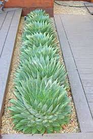 Aloe Polyphylla Www Cactusjungle Com Succulents Plants Planting Succulents