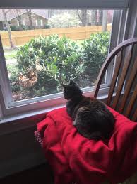 How to protect my outside cat? Have The Purrfect Summer Tips To Keep Your Cat Safe And Cool Just Cats Clinic