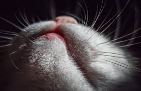 Believing that giving birth will be an. Facts About Cats Mental Floss