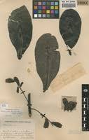 Image result for Terminalia brachystemma