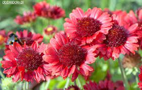 Pin On Flowers Gaillardia Blanket Flower