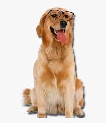 According to legend, when 13 hungarians generals were executed in austria, during the revolution of 1848, austrians clinked their beer glasses after each execution. Golden Retriever With Glasses Dogs Png Golden Retriever Transparent Png Png Download Kindpng