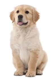Golden Retriever Puppy 2 Months Old Sitting Against White Background Goldenretriever Golden Retriever Retriever Retriever Puppy