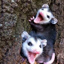 Opossum Project Noah Opossum Baby Possum Cute Animals