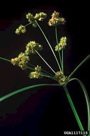 Image result for Cyperus platycaulis