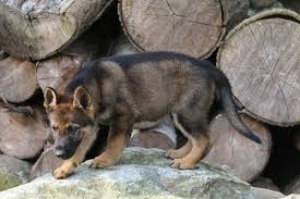 Browse and find german shepherd puppies today, on the uk's leading dog only classifieds site. Sable German Shepherd Puppies For Sale 2018 Litters Hayes Haus