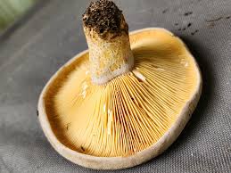 Image result for Lactarius mutabilis