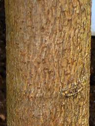 Image result for Antiaris toxicaria