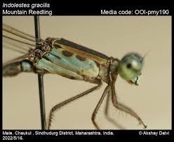 Image result for Laggera gracilis