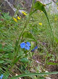 Image result for Commelina reptans