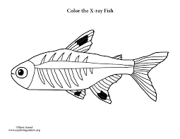 Search images from huge database containing over 620,000 coloring pages. X Ray Fish Coloring